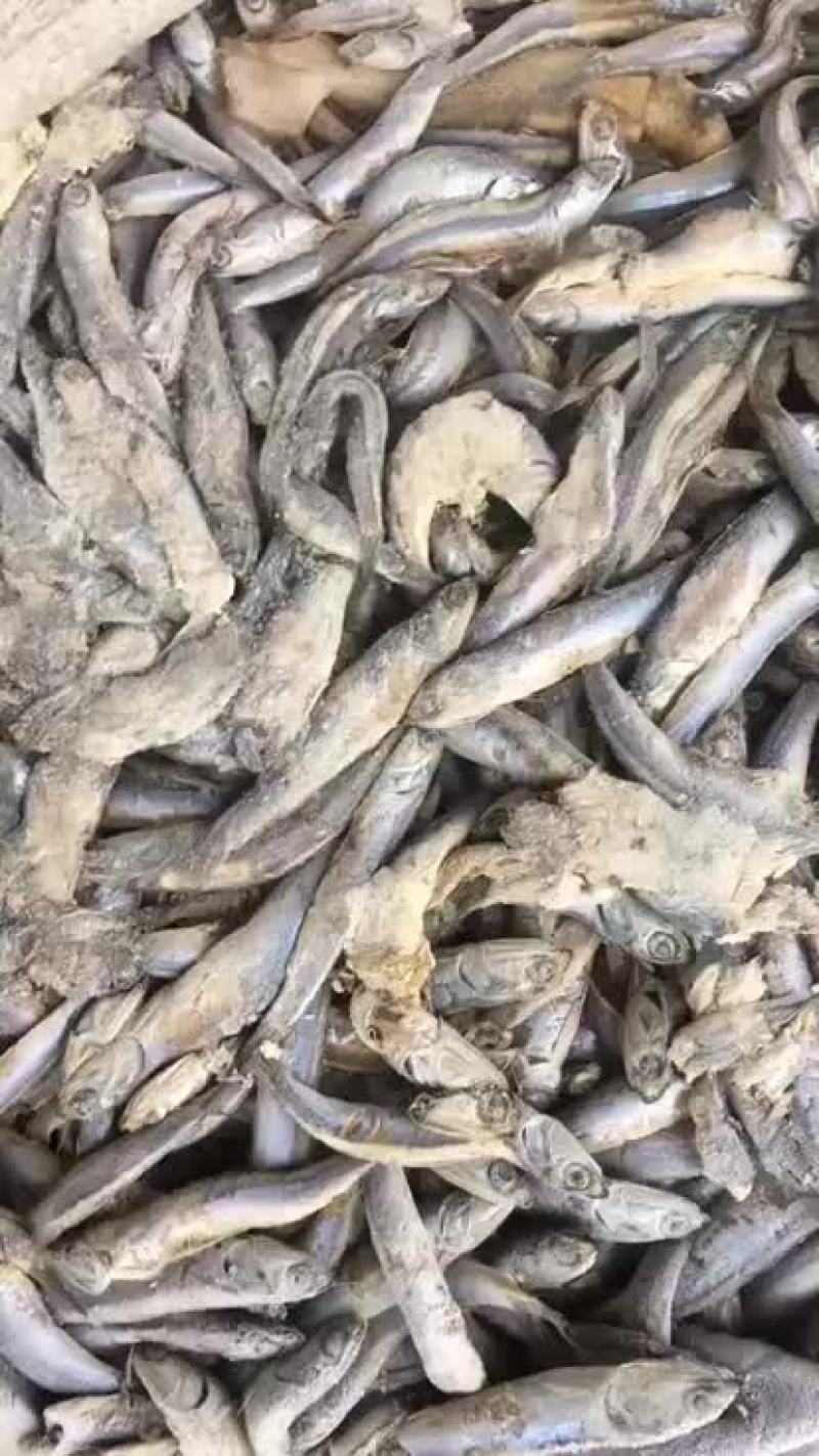 船冻，路冻，各种规格品种饲料鱼大量有货，