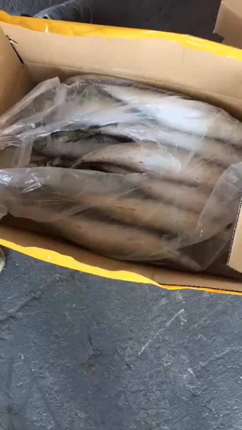 船冻，路冻，各种规格品种饲料鱼大量有货，