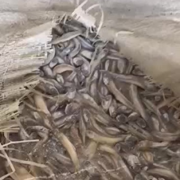 船冻，路冻，各种规格品种饲料鱼大量有货，