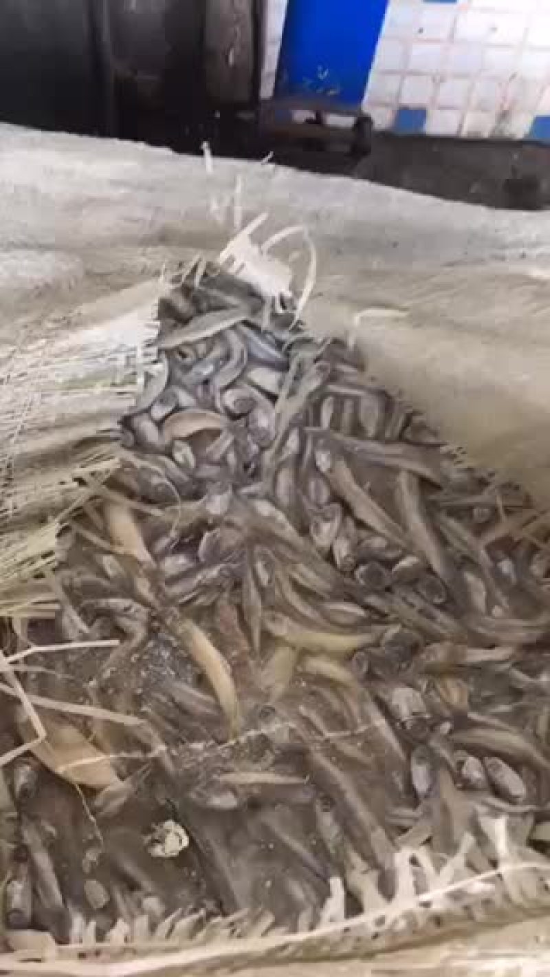 船冻，路冻，各种规格品种饲料鱼大量有货，