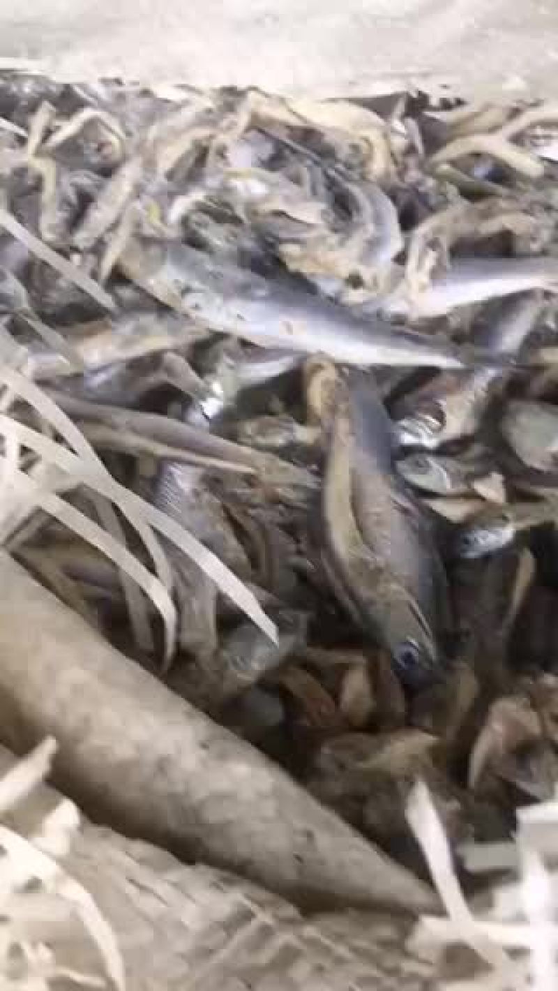 船冻，路冻，各种规格品种饲料鱼大量有货，