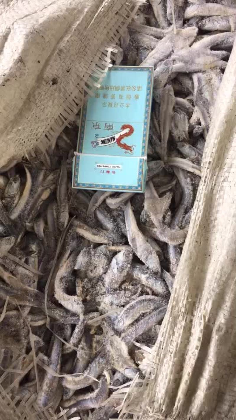船冻，路冻，各种规格品种饲料鱼大量有货，