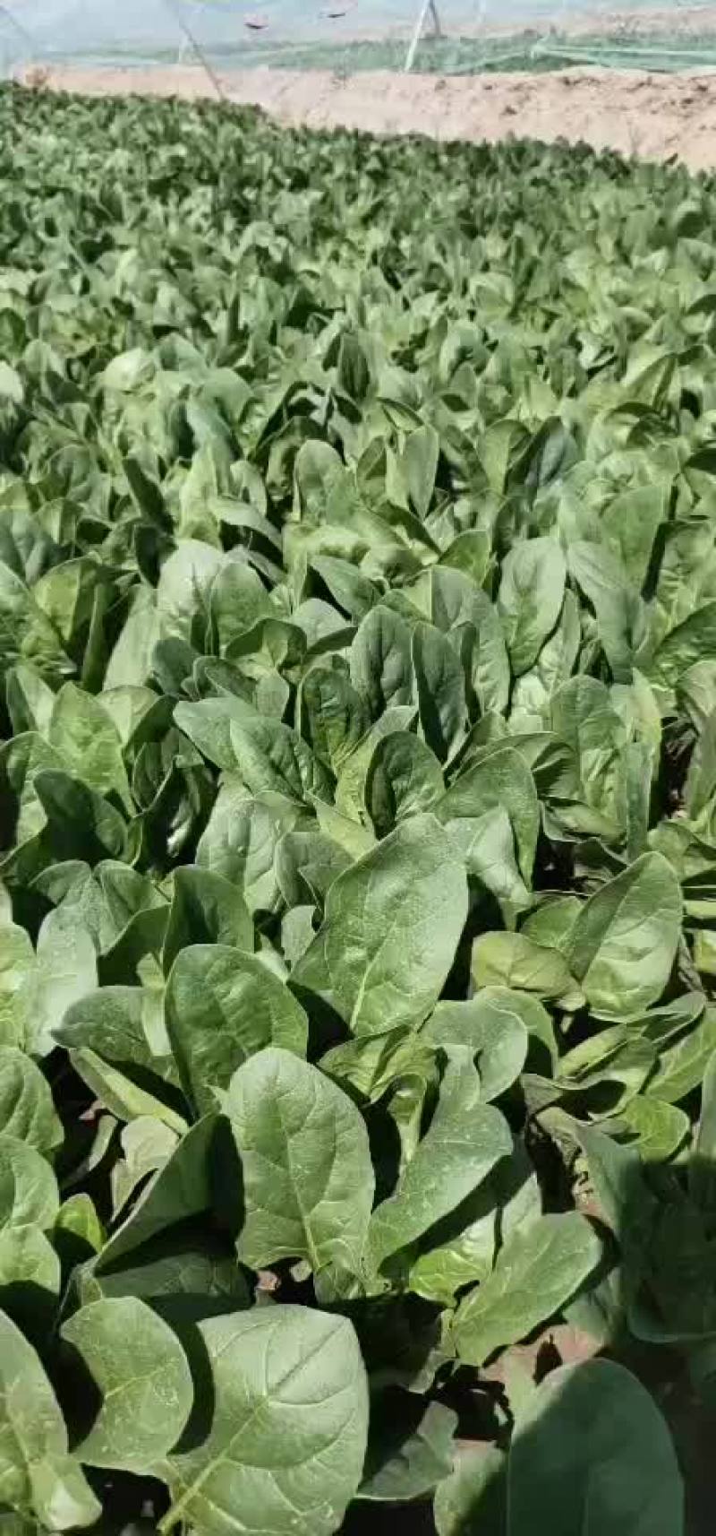 精品菠菜每天5万斤供应物流打包方便大量供应