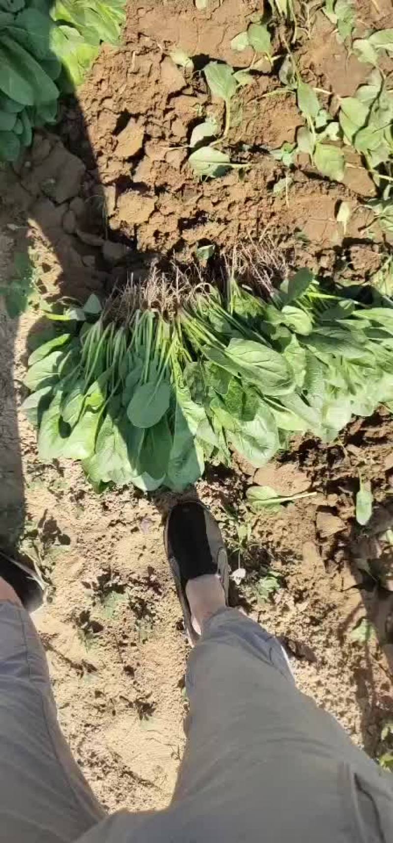精品菠菜每天5万斤供应物流打包方便大量供应