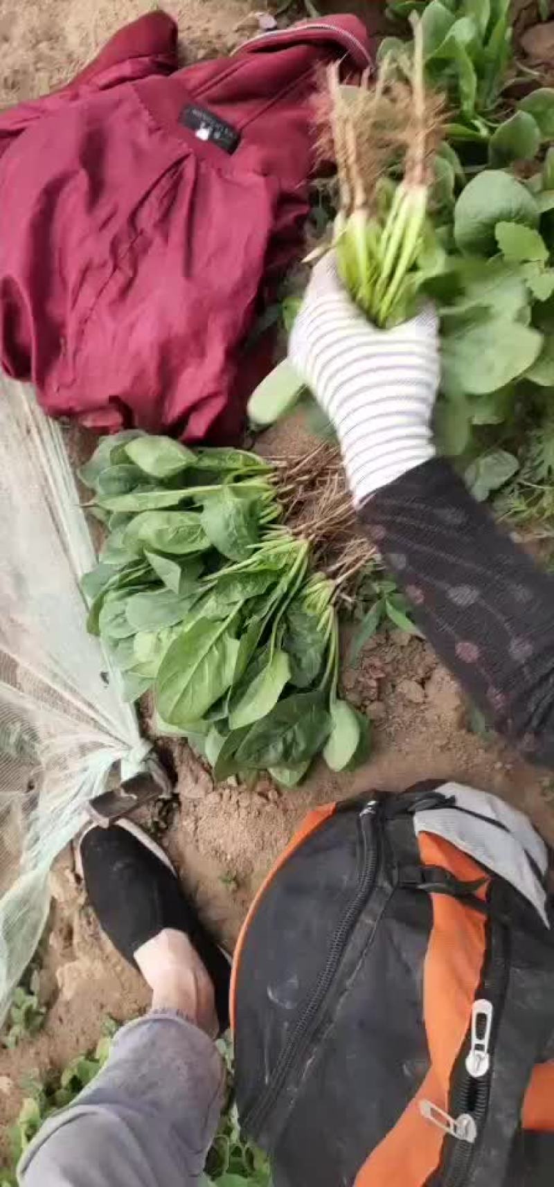精品菠菜每天5万斤供应物流打包方便大量供应