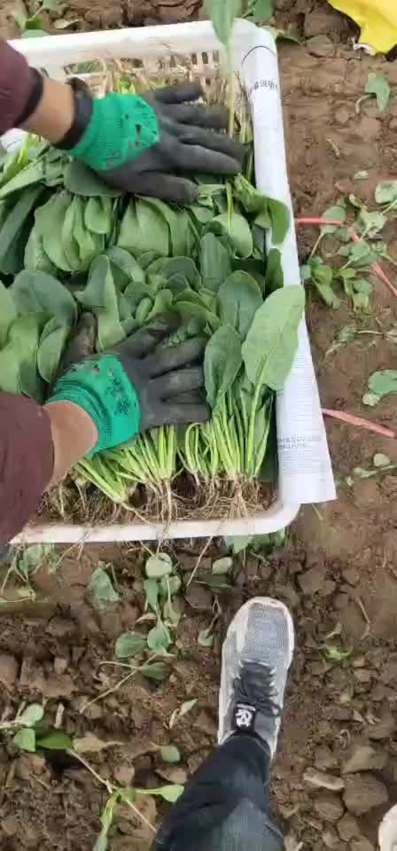 精品菠菜每天5万斤供应物流打包方便大量供应
