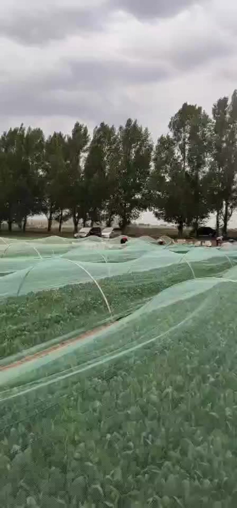 精品菠菜每天5万斤供应物流打包方便大量供应