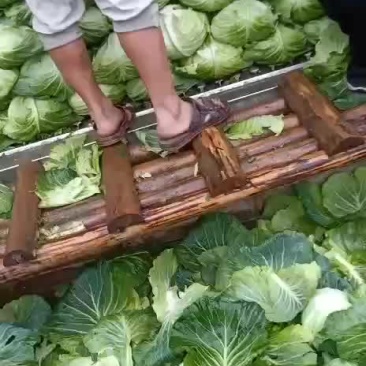 有需要采购包菜的嗎