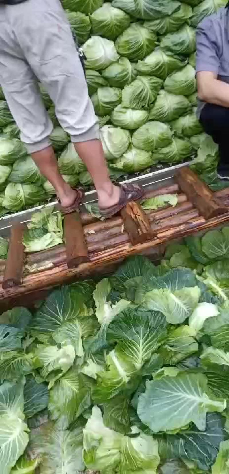 有需要采购包菜的嗎