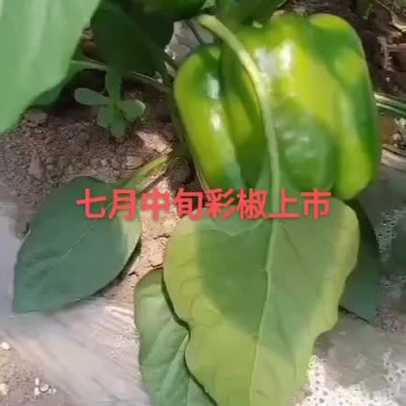 彩椒