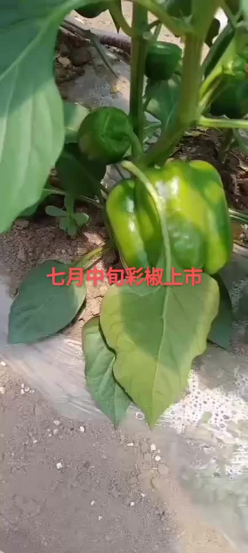 彩椒