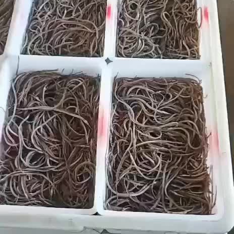 [海龙批发]野生捕海龙鱼尖海龙鱼海产海龙迷你海龙连云港特产鲜冻珍品