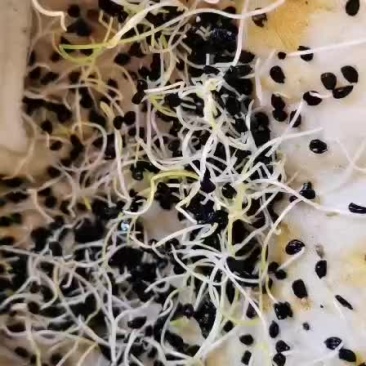 沙葱发芽状态