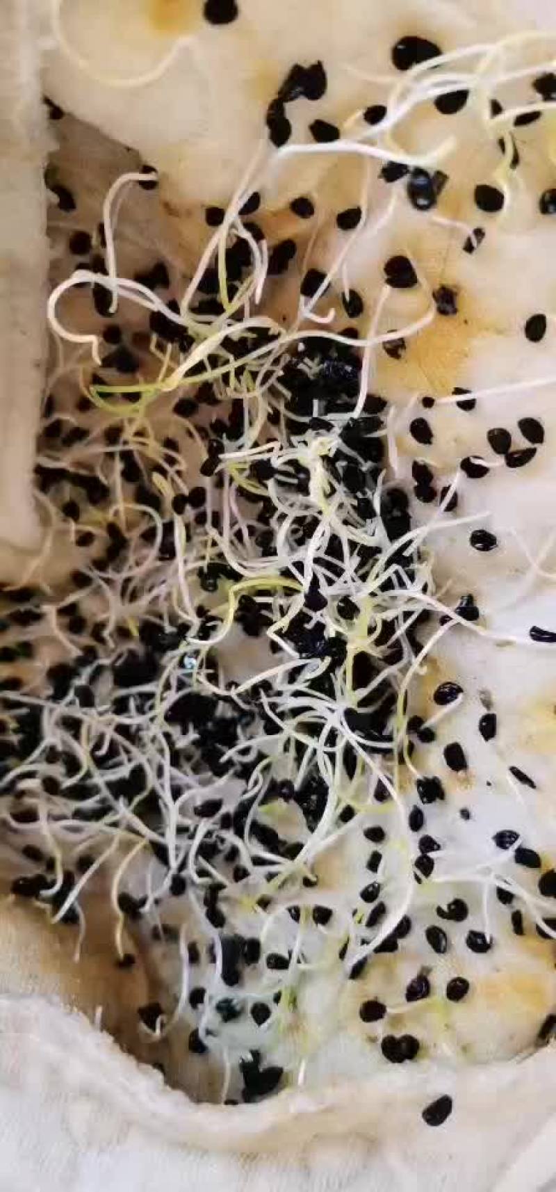 沙葱发芽状态