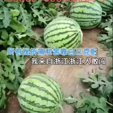 正宗麒麟瓜