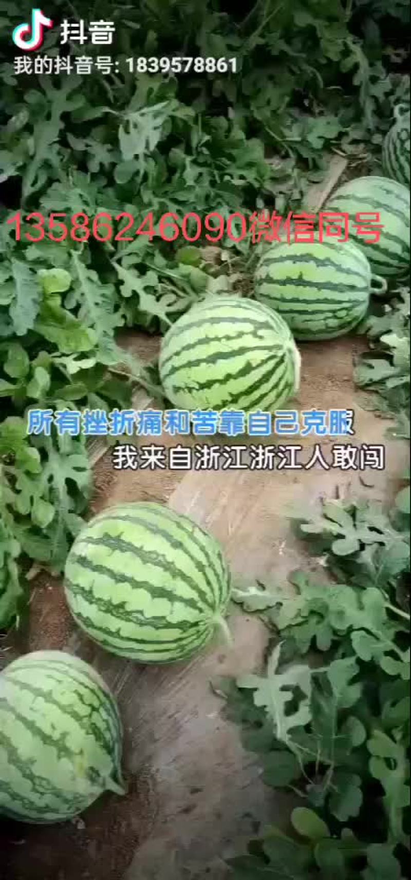 正宗麒麟瓜