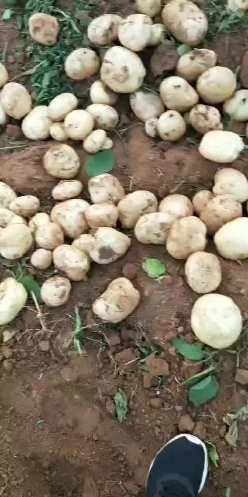 精品红土豆