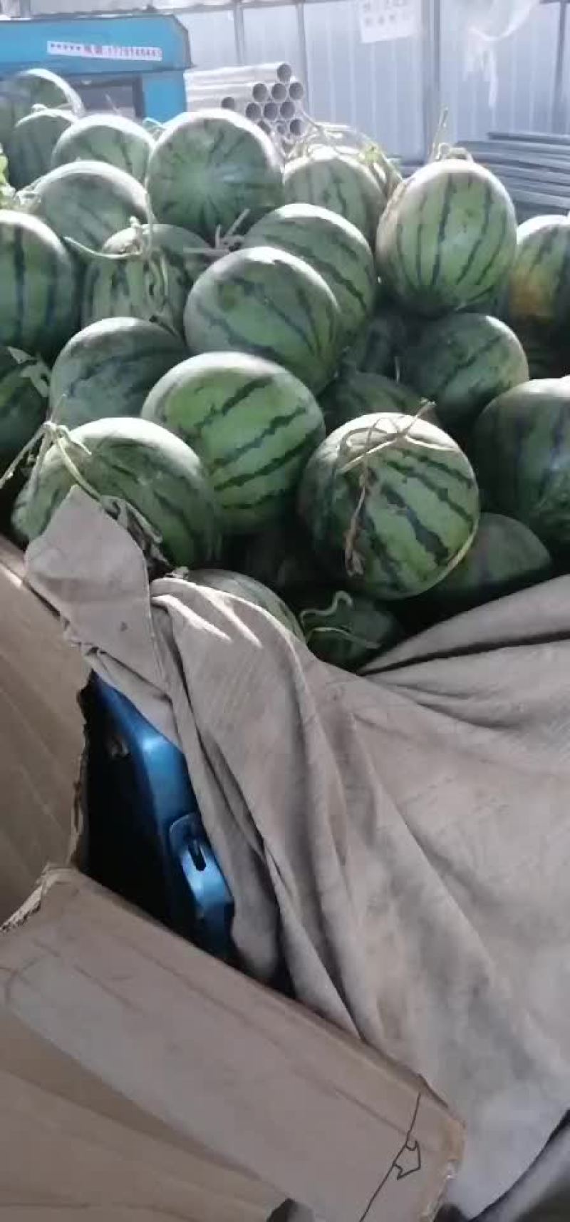 美都西瓜