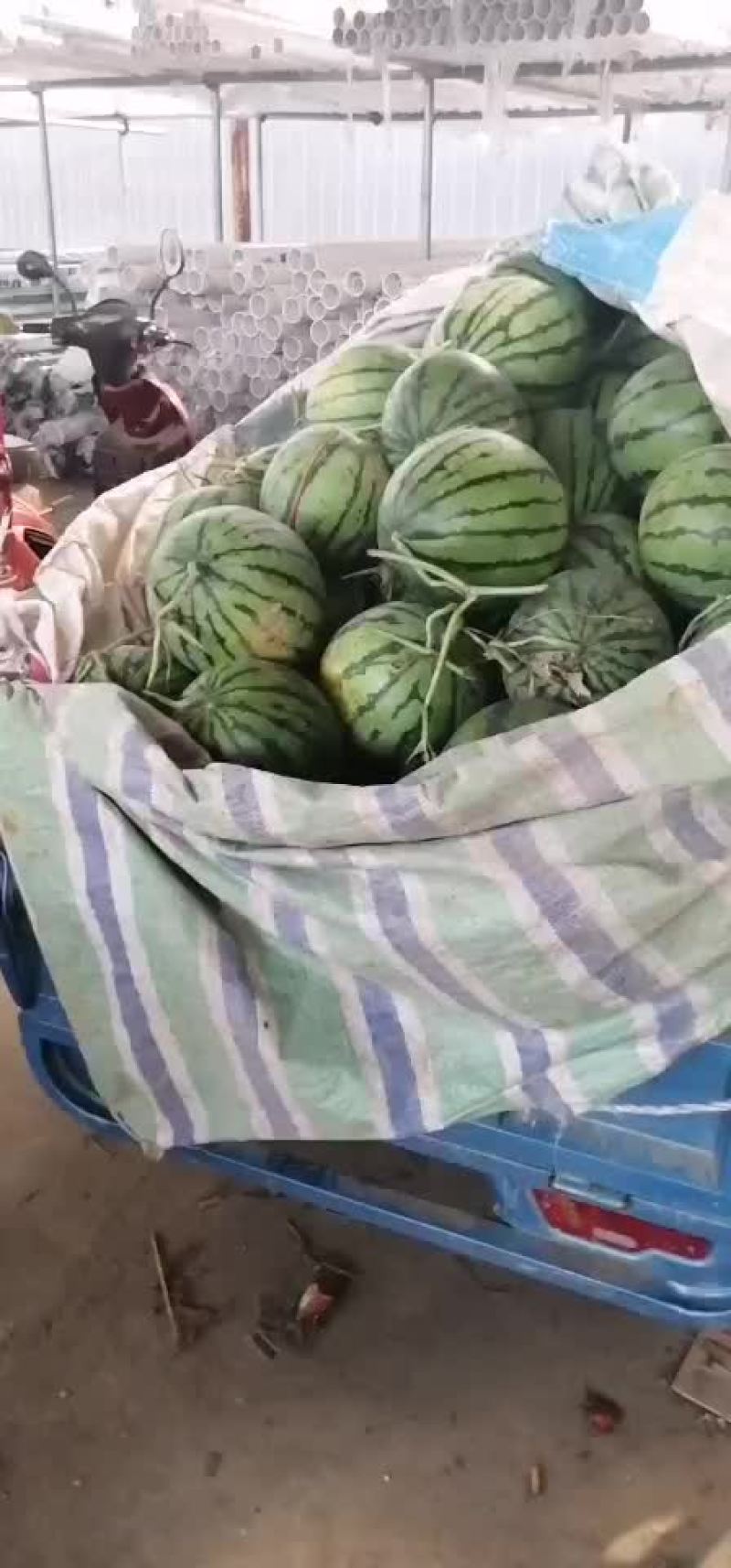 美都西瓜