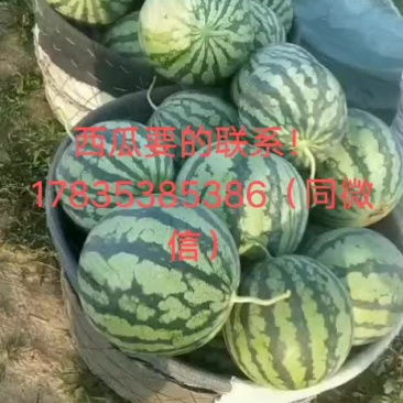 8424、美都西瓜