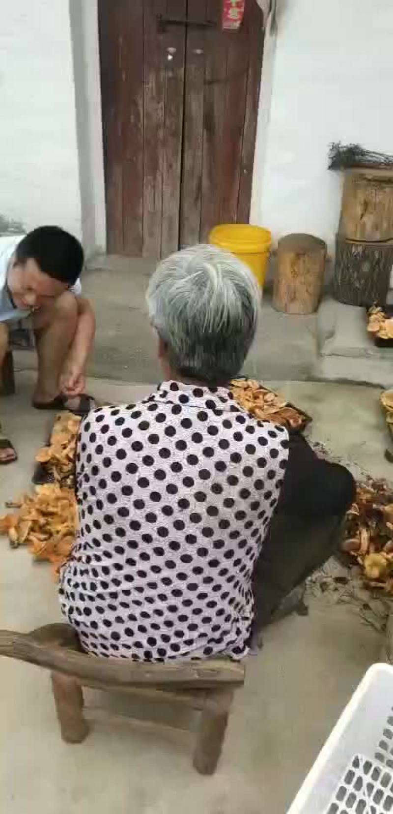 新鲜松树菇