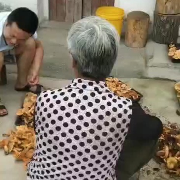 松乳菌