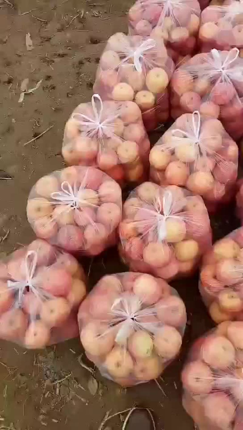 万亩果园陕西高原红富士高检可视频看货产地代发