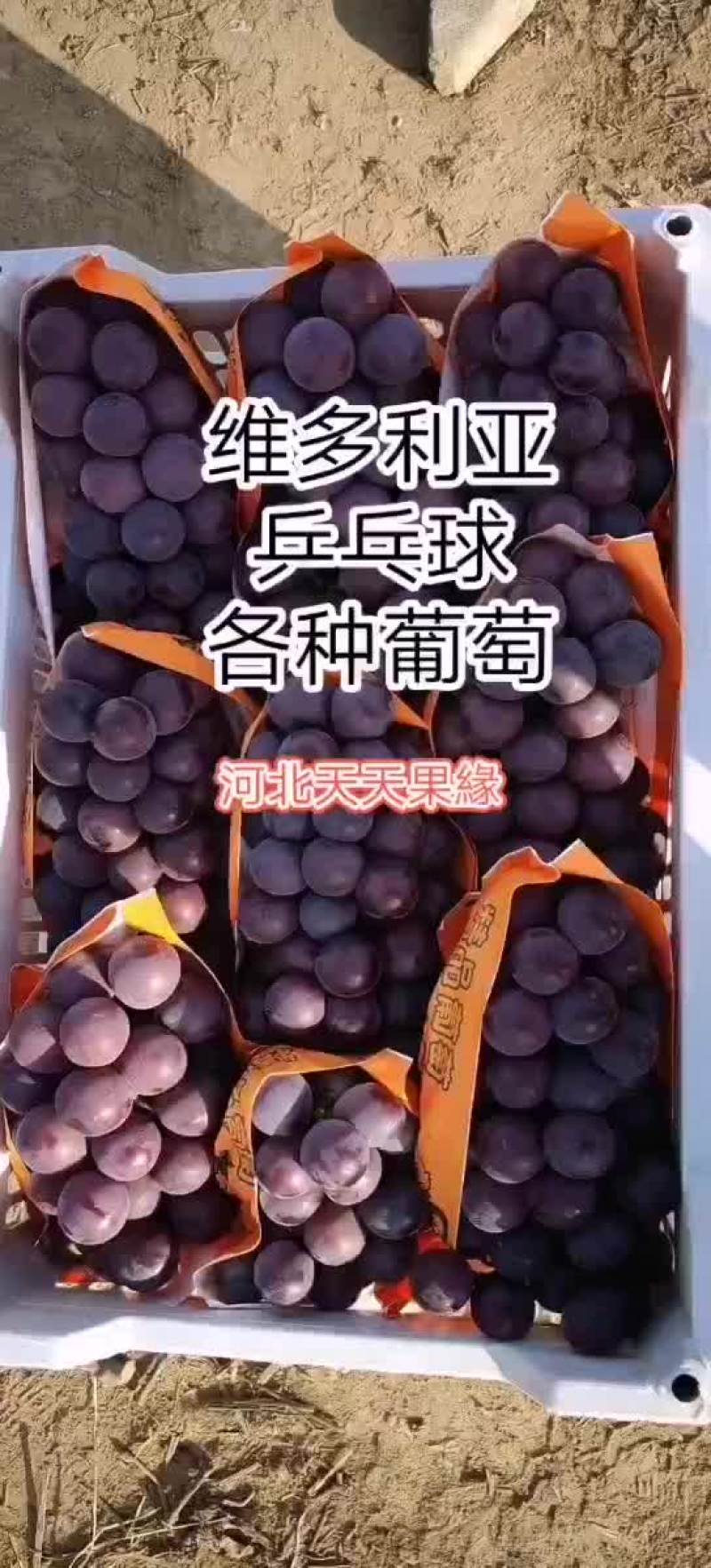 葡萄