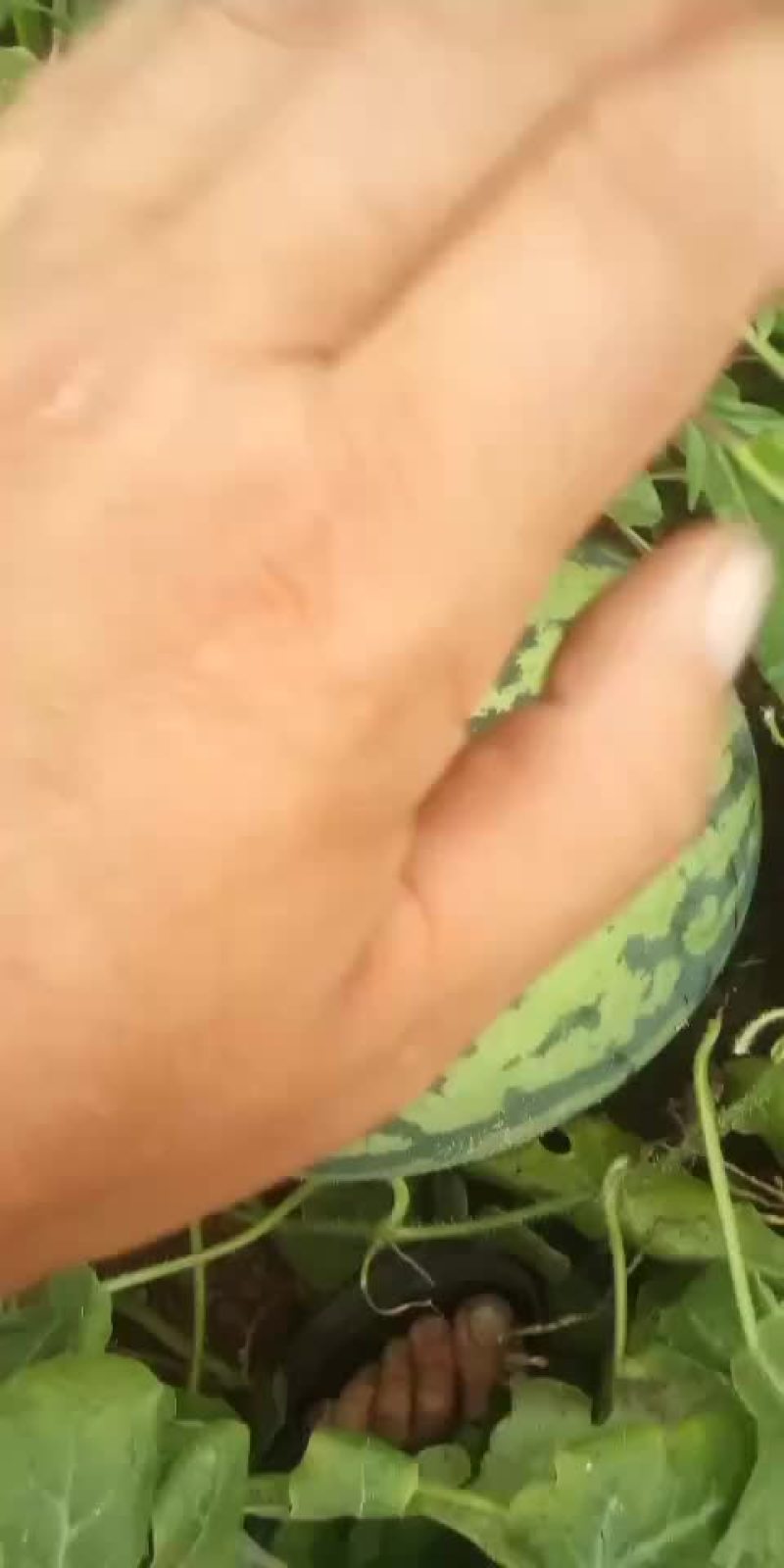 专业供应优质西瓜