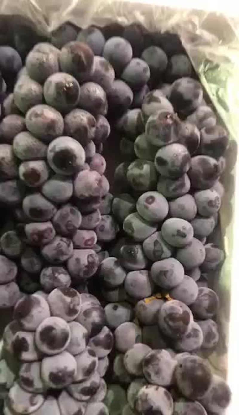 云南黑提