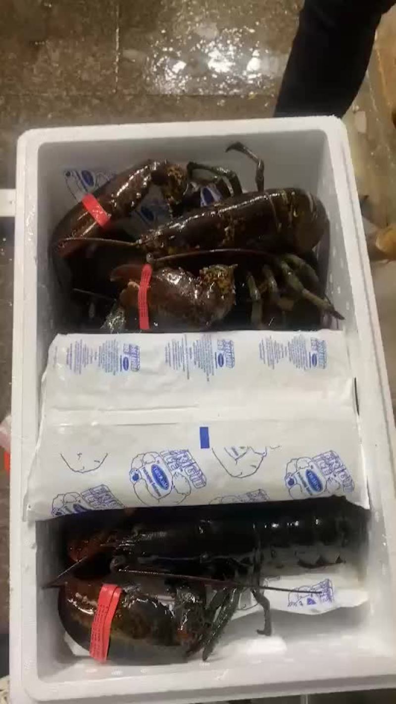 鲜活活蹦乱跳的波士顿特价小龙虾