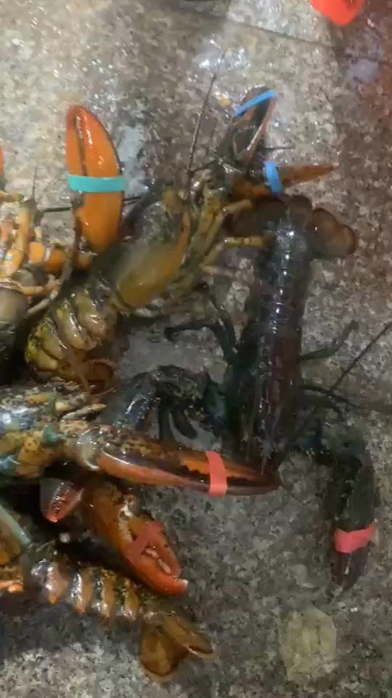 鲜活活蹦乱跳的波士顿特价小龙虾