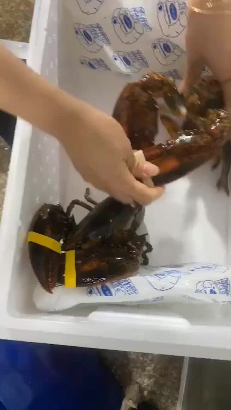 鲜活活蹦乱跳的波士顿特价小龙虾
