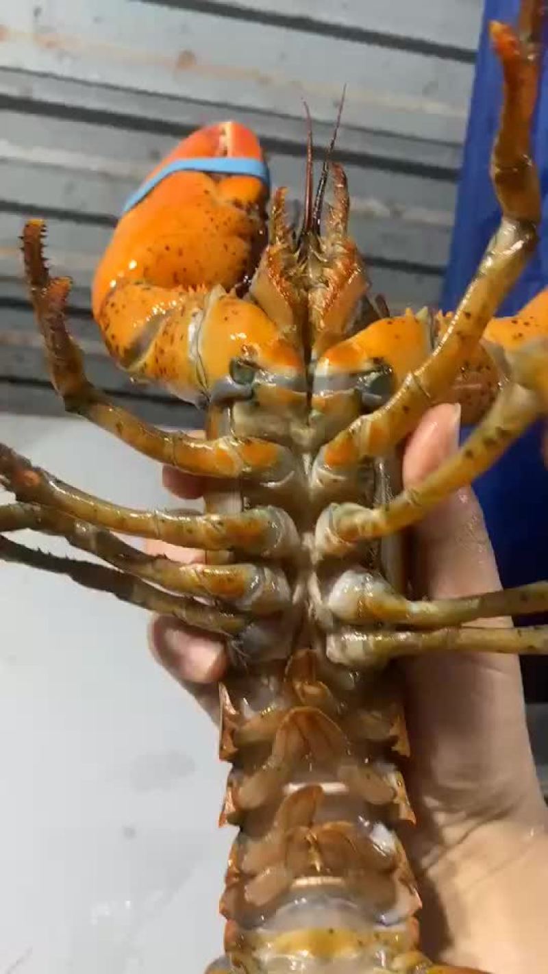 鲜活活蹦乱跳的波士顿特价小龙虾