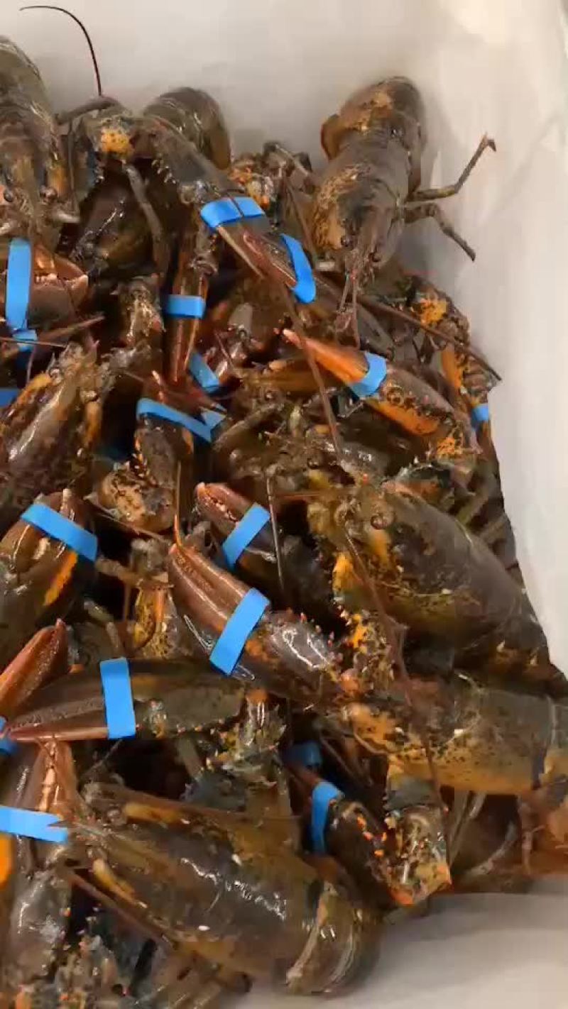 鲜活活蹦乱跳的波士顿特价小龙虾