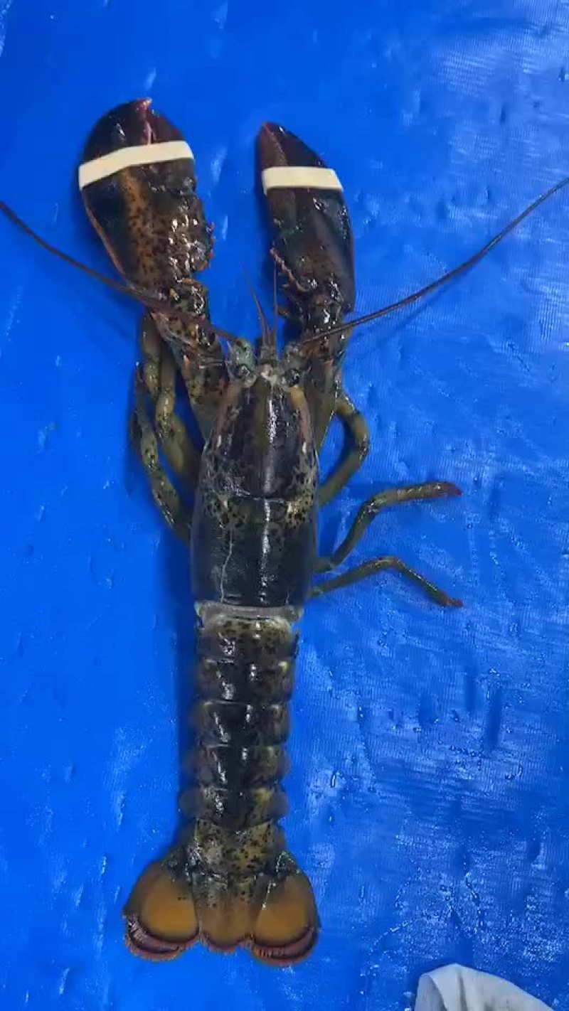 鲜活活蹦乱跳的波士顿特价小龙虾