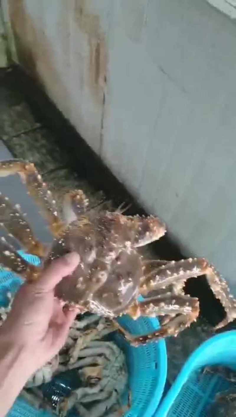 鲜活新鲜热销阿拉斯加帝王蟹全程视频空运物流