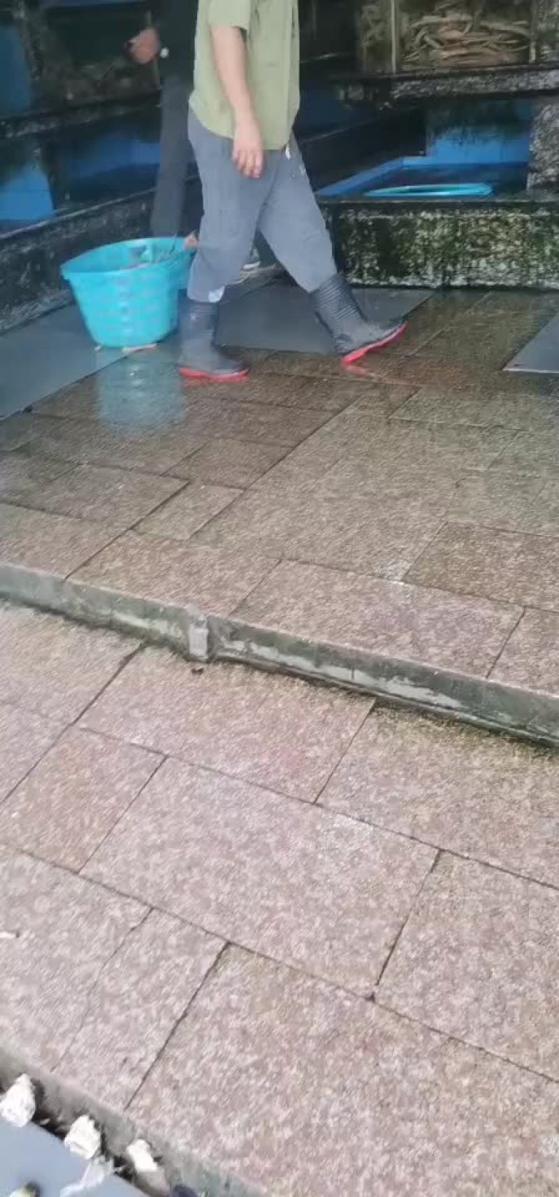 鲜活新鲜热销阿拉斯加帝王蟹全程视频空运物流