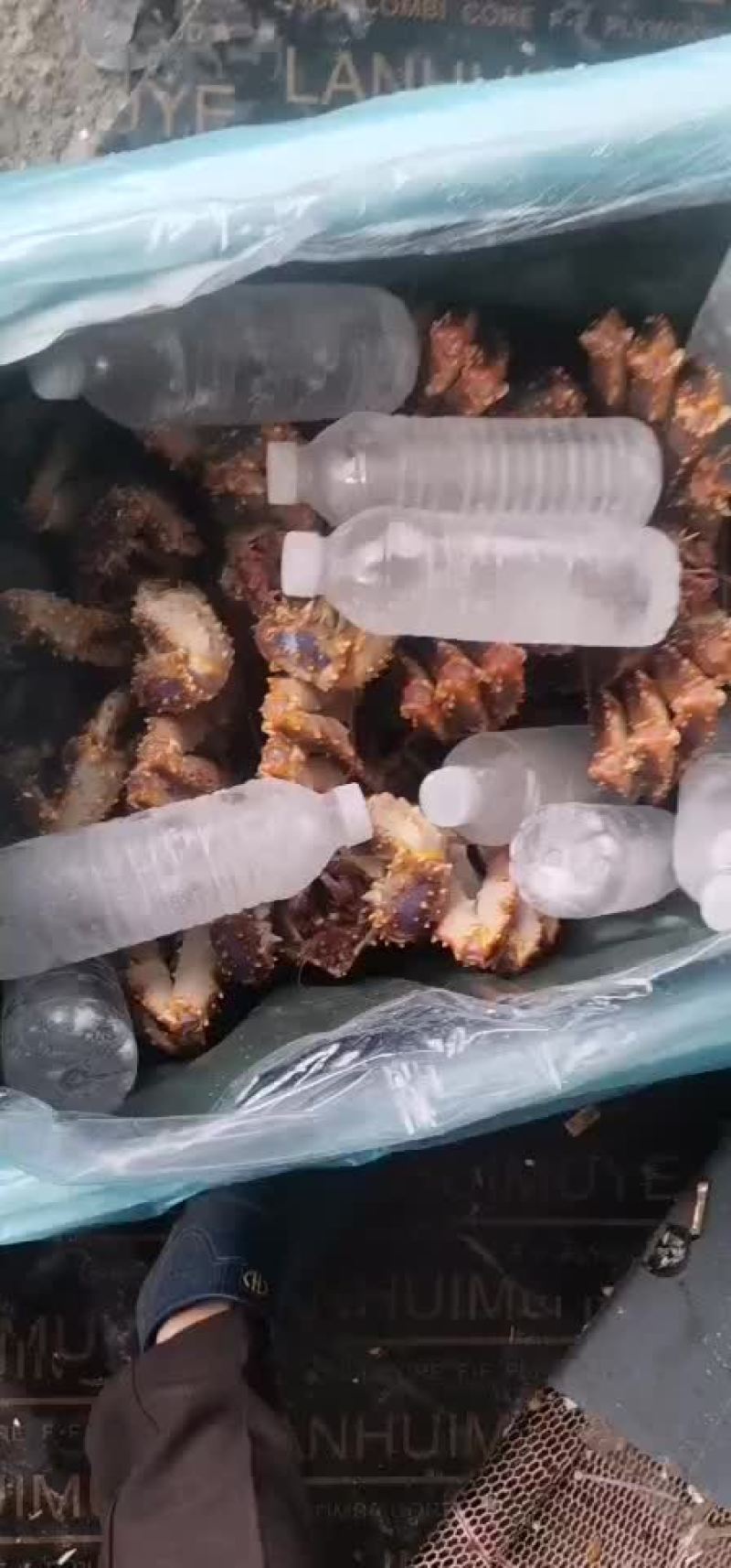 鲜活新鲜热销阿拉斯加帝王蟹全程视频空运物流