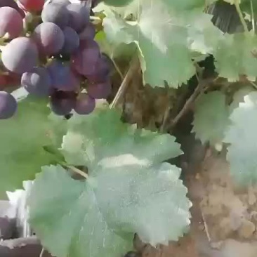 巨峰