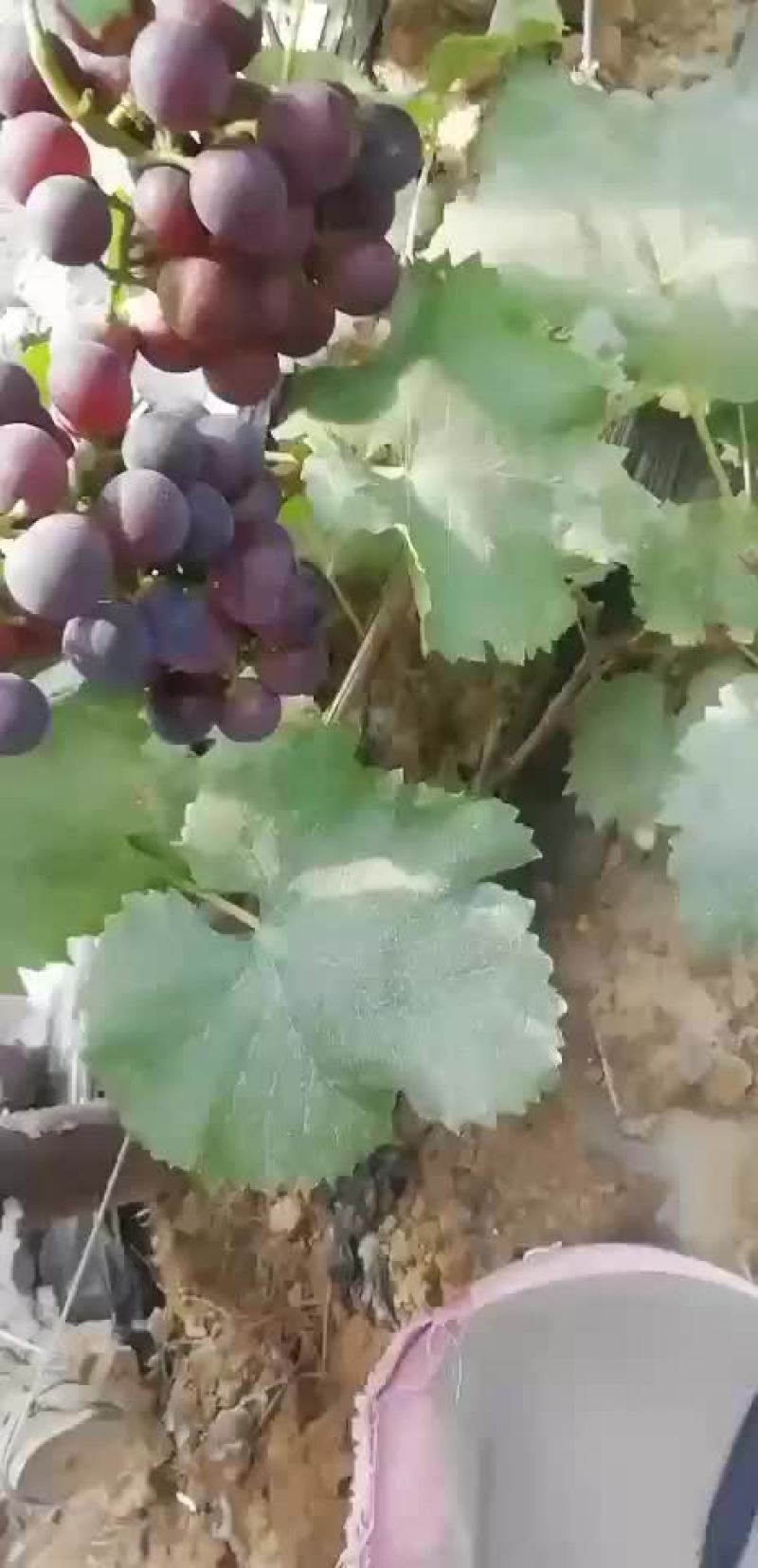 巨峰