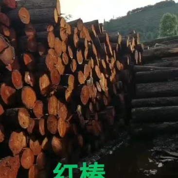 红椿纯野生，质量很好