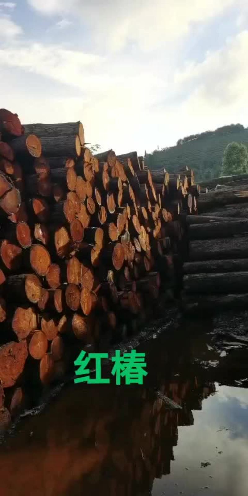 红椿纯野生，质量很好