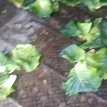 有需要采购包菜的嘛