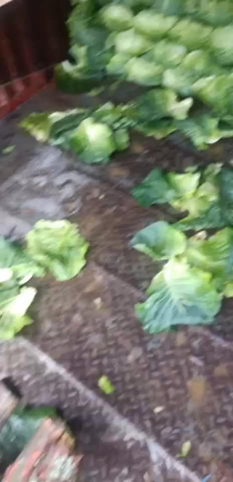 有需要采购包菜的嘛