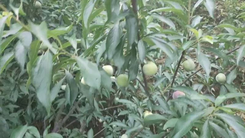 李子(脆红李)半边红，囗感纯。
