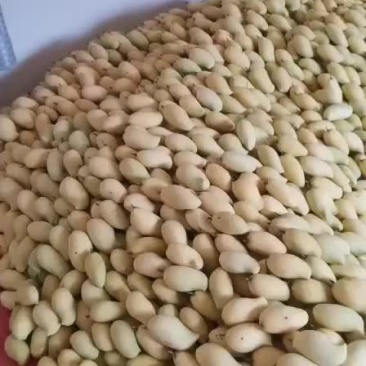 云南保山潞江坝鹰嘴芒果
