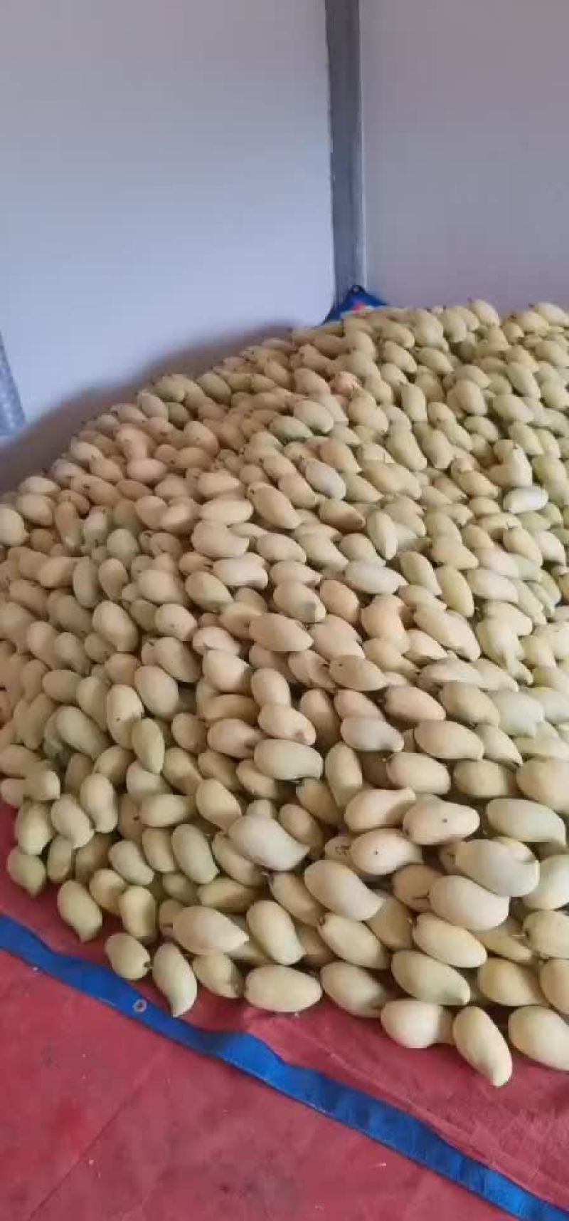 云南保山潞江坝鹰嘴芒果