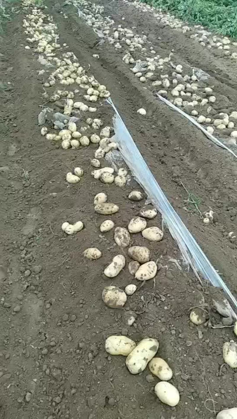 土豆二两以上226品种大量供应中欢迎批发