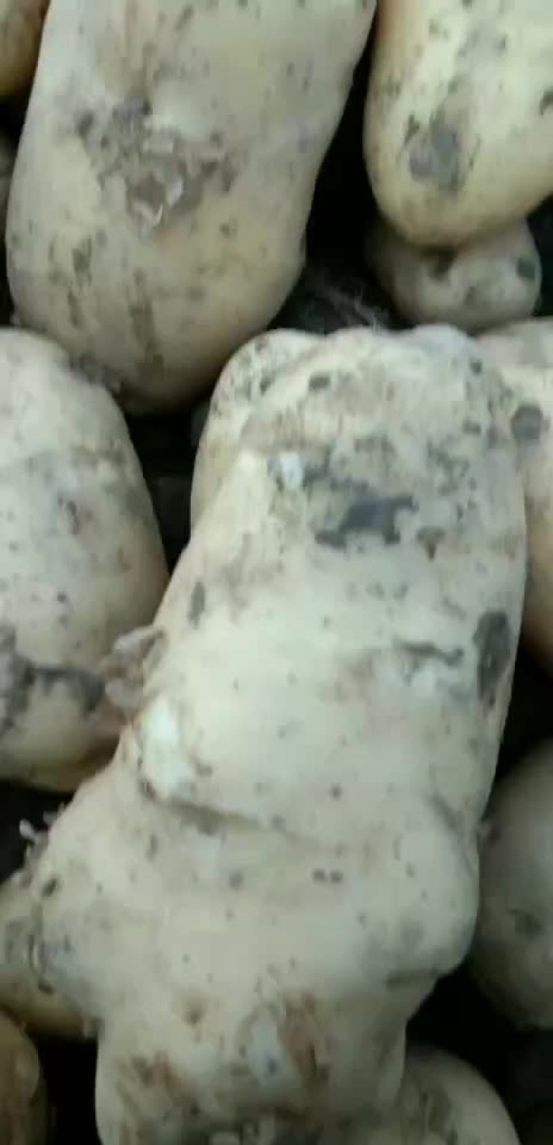 土豆二两以上226品种大量供应中欢迎批发